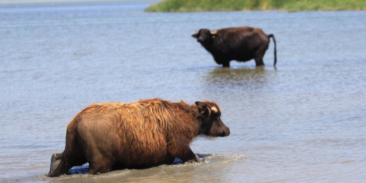 Manda sayısı son 5 yılda yüzde 16 azaldı