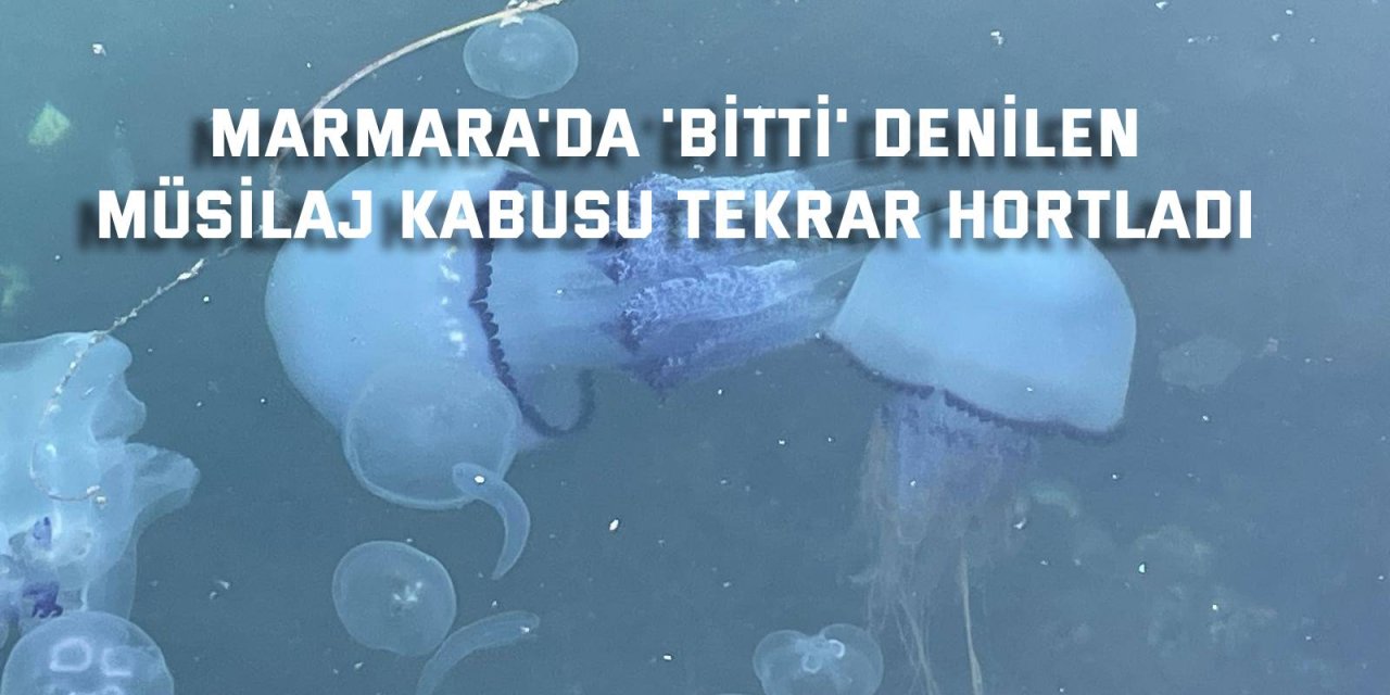 Marmara'da 'bitti' denilen  müsilaj kabusu tekrar hortladı