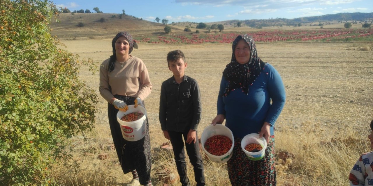 Toplaması zahmetli şifası saymakla bitmiyor
