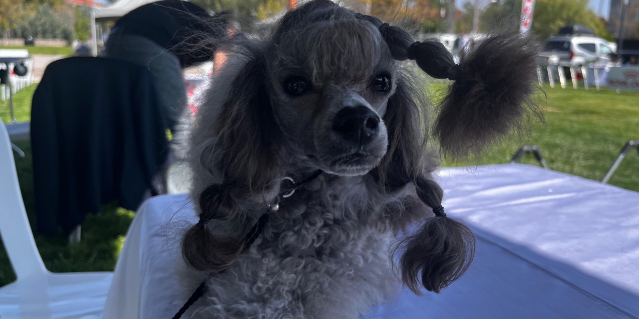 53 farklı ırk ile 150 köpek yarıştı