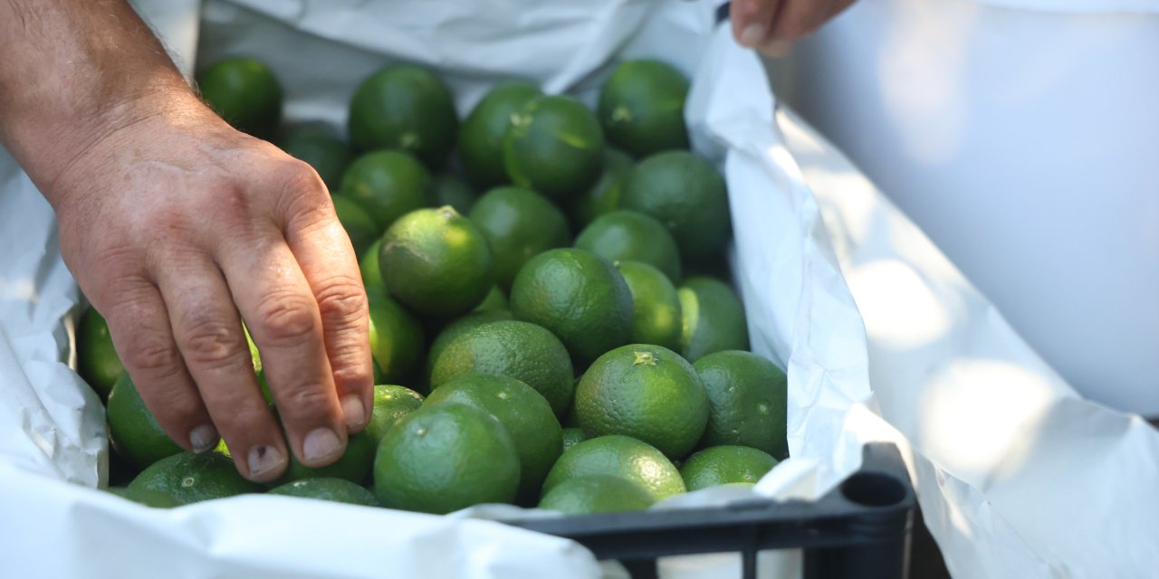 Mandalina, tarladan 30 TL ile  40 TL arasından alıcı buluyor