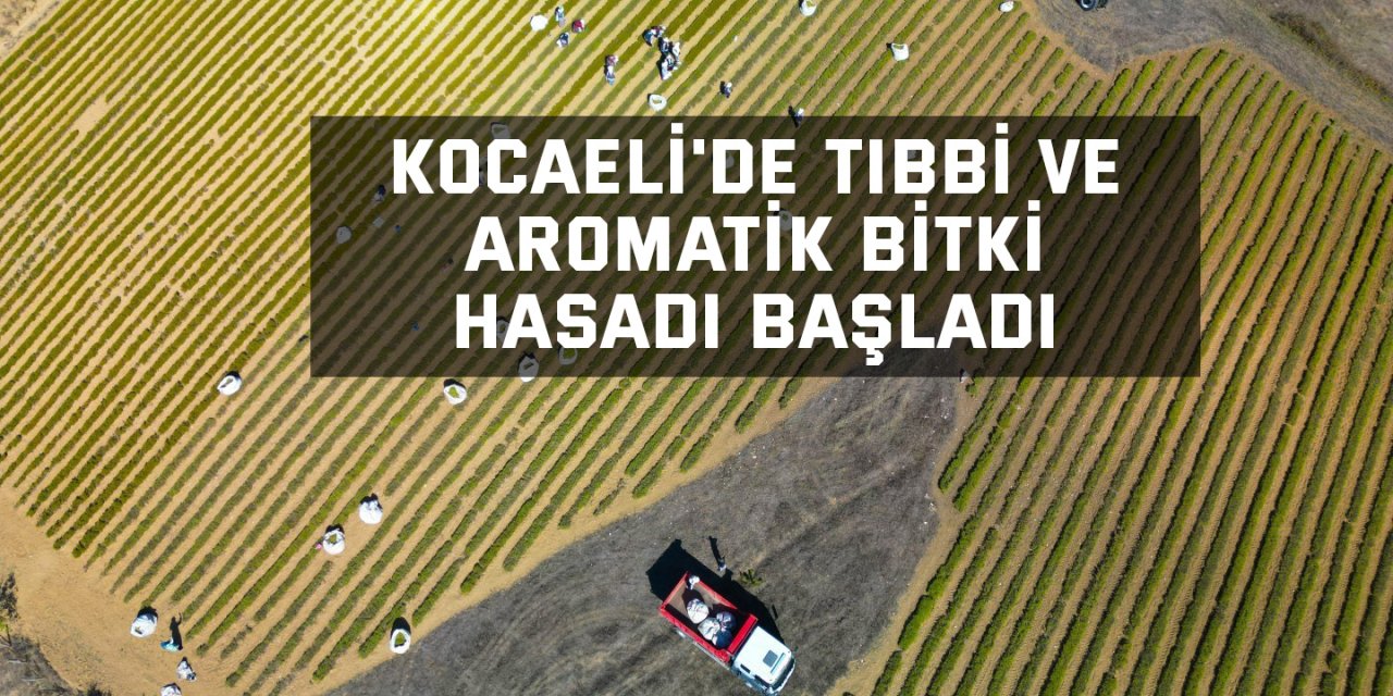 Kocaeli'de tıbbi ve aromatik bitki hasadı başladı