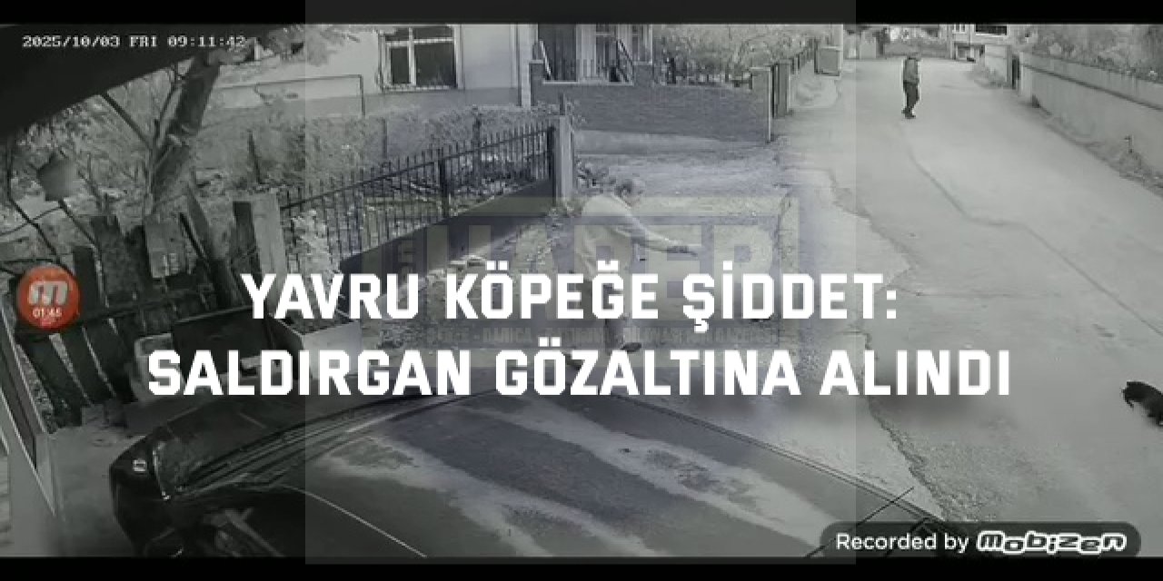 Yavru köpeğe şiddet: saldırgan gözaltına alındı