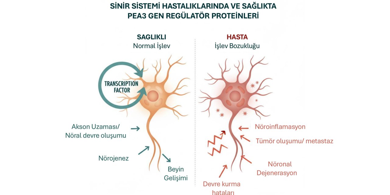 Beynin Gizli Düzenleyicileri: Pea3 Proteinleri
