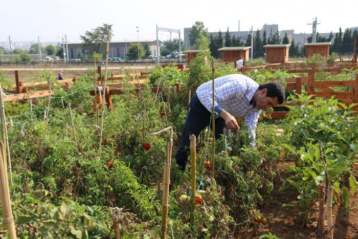 Hobi bahçeleri GTÜ’ ye huzur veriyor