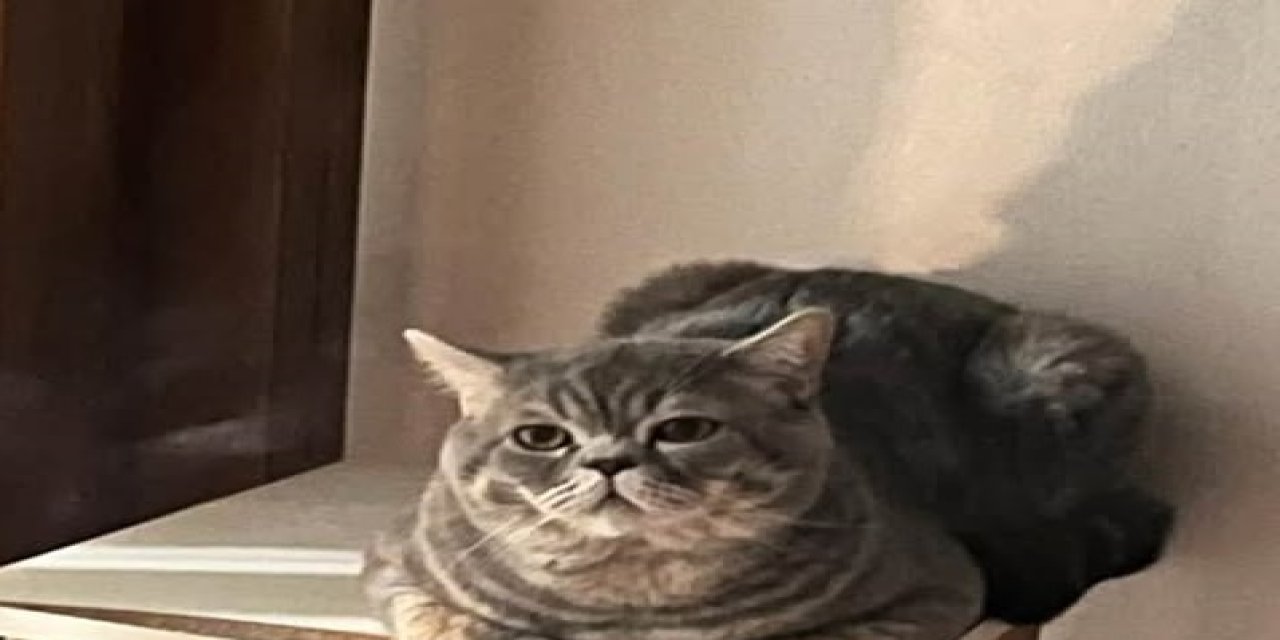 Kayıp Kedi Duman Aranıyor!