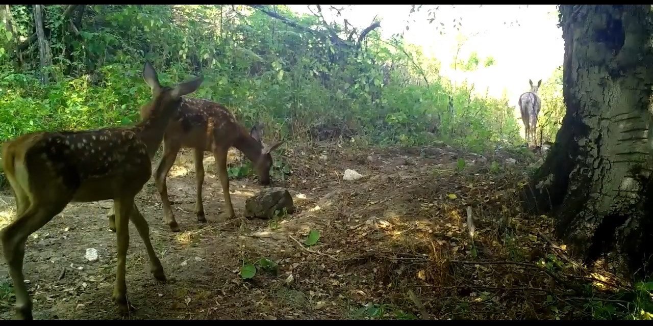 Kızıl geyikler, annelerinin izinde...