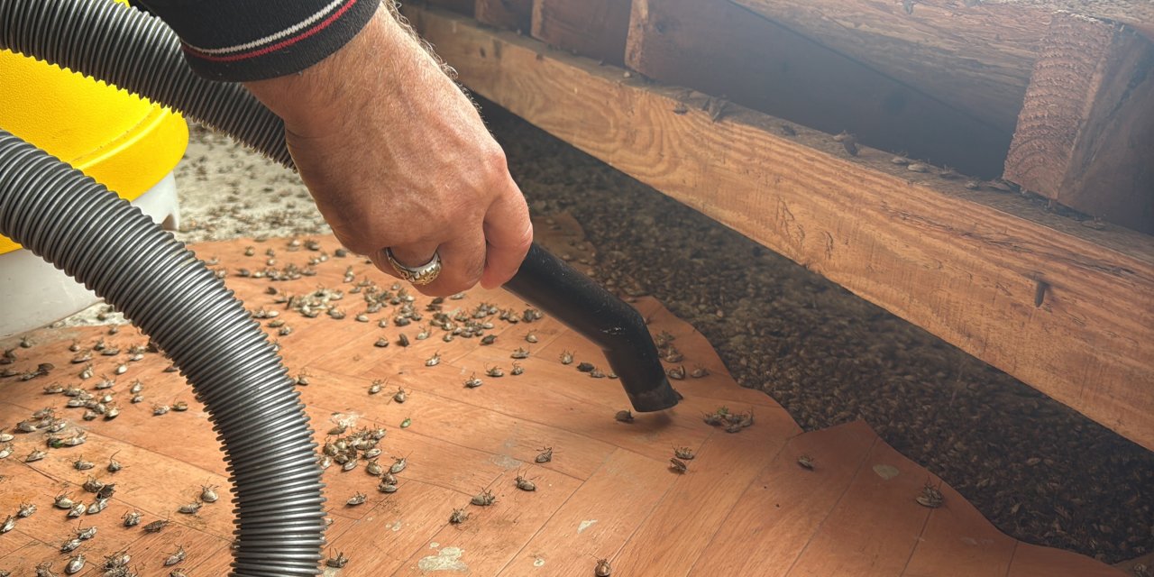 "Böcekler olmasa gelecekler ama korkuyorlar