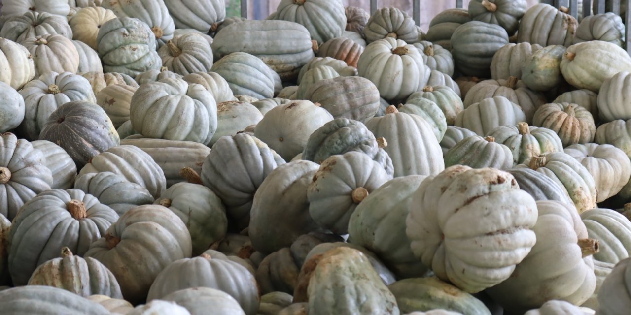 İzmit Belediyesinden 8 tonluk yerli üretim bal kabağı