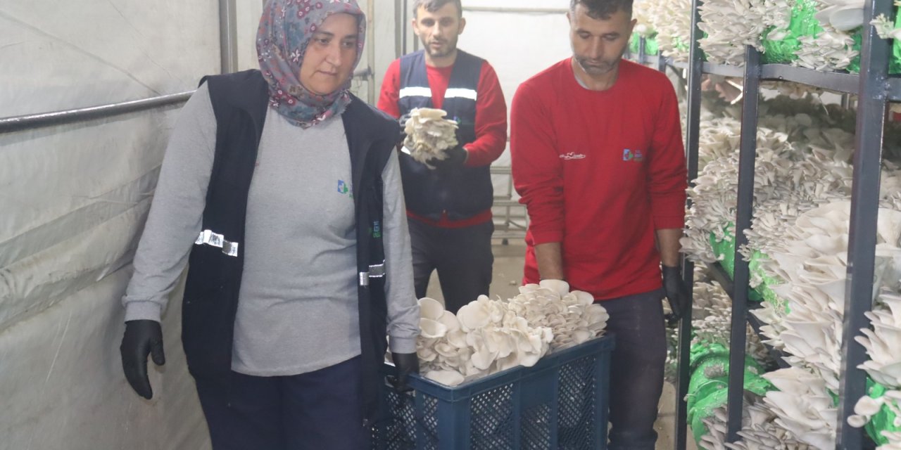 İzmit Belediyesinden 2,5  tonluk istiridye mantarı hasadı