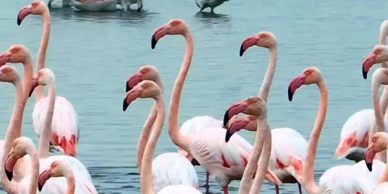 İzmit Körfezi'nde "allı turna" şöleni