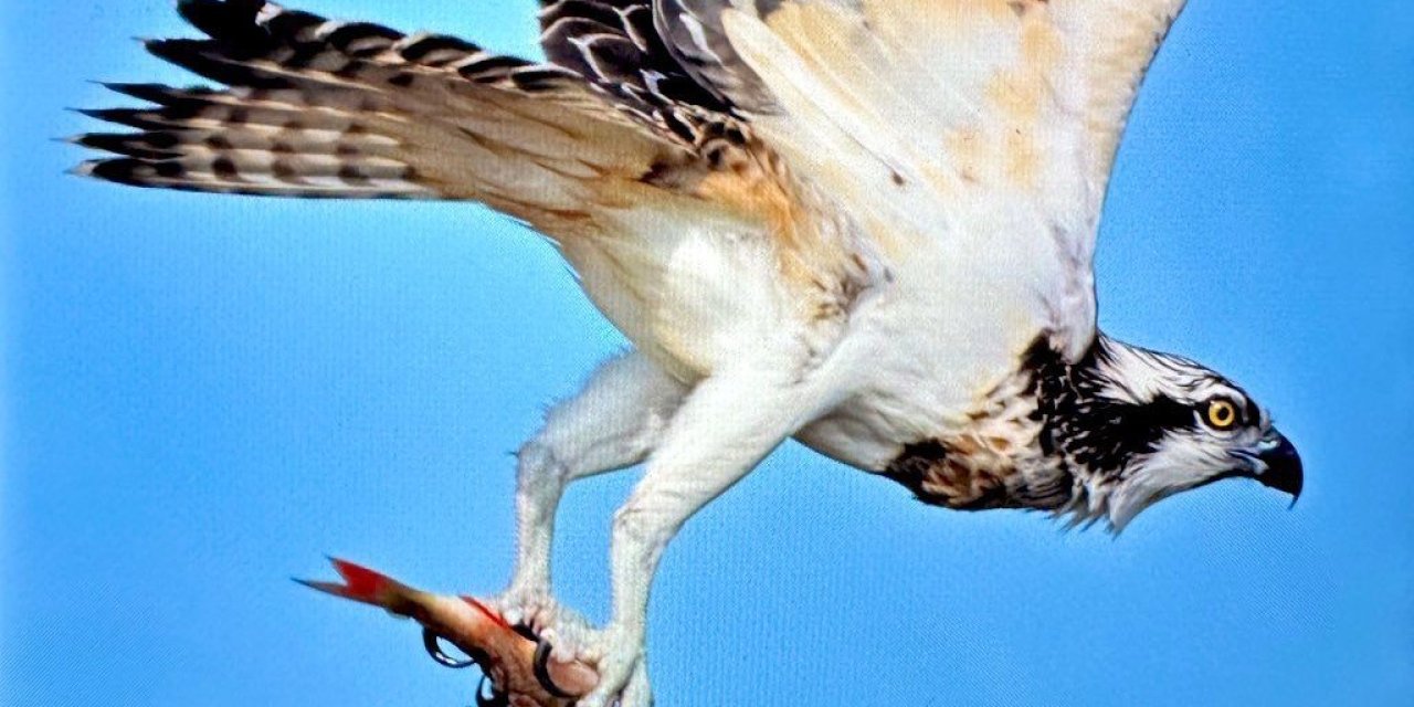 Türkiye’de nadir görülen  balık kartalı görüntülendi