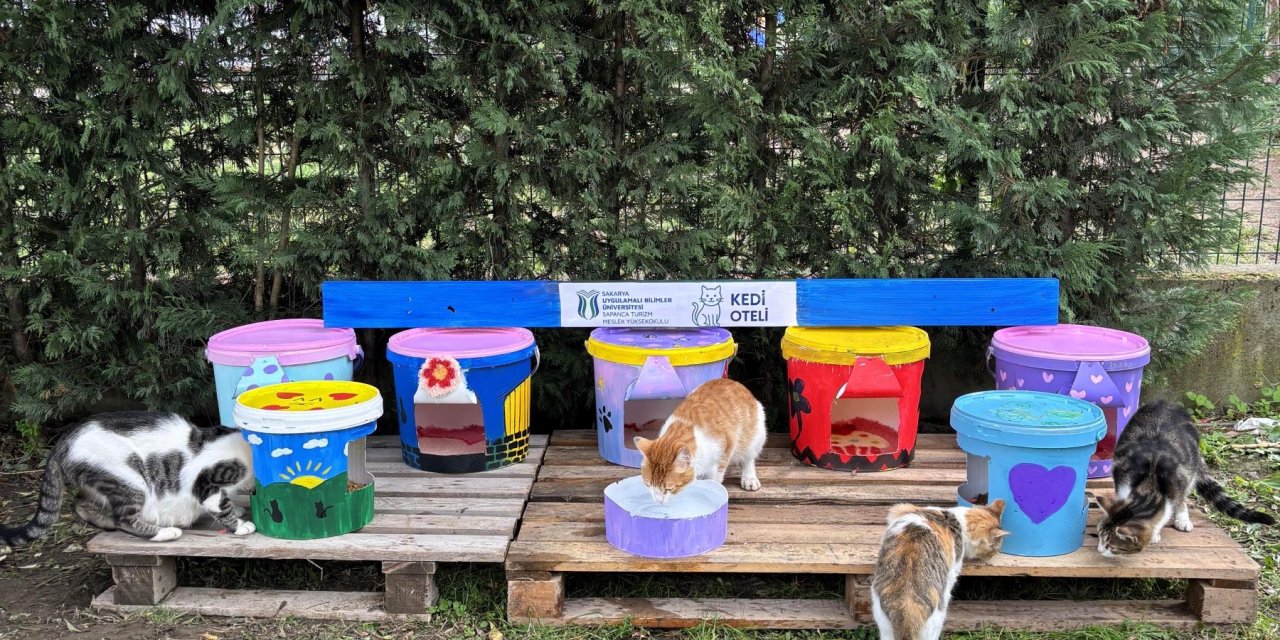 Geri dönüştürülen kovalar kedi oteline dönüştü