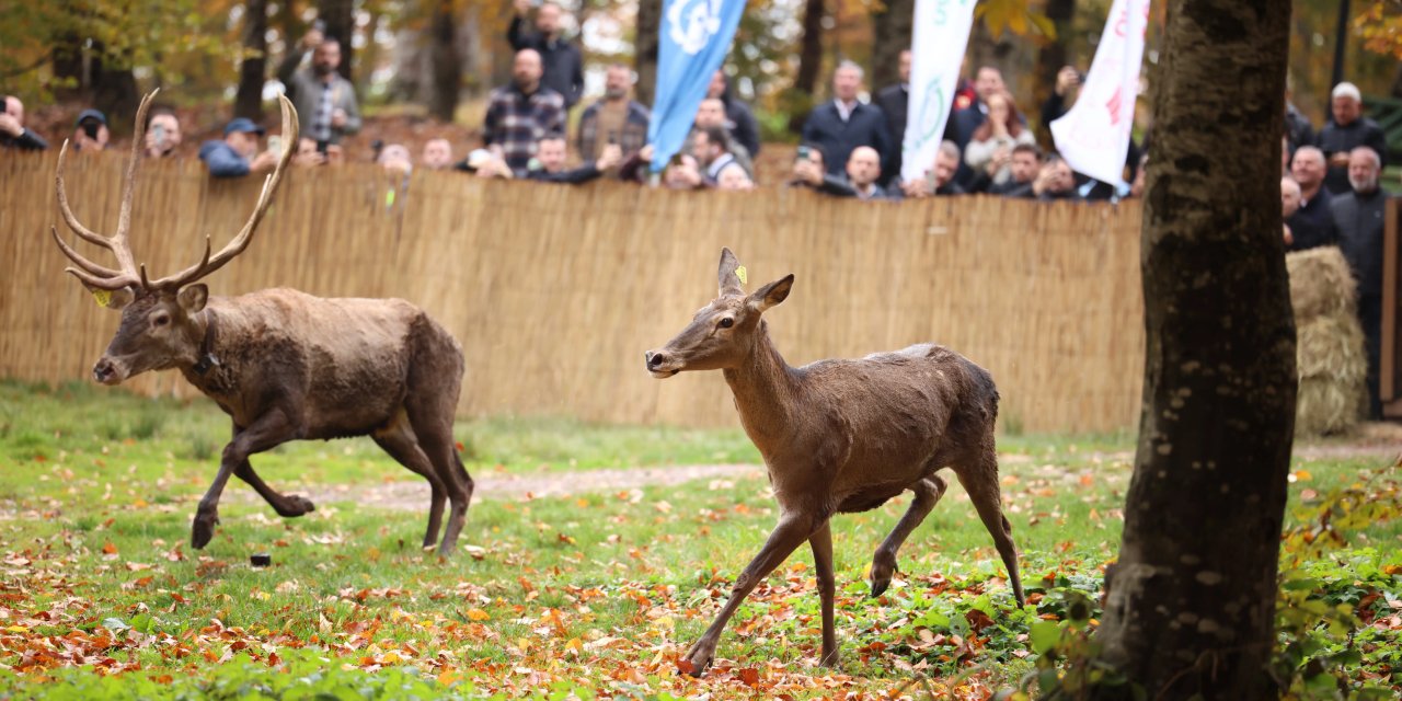 7 kızıl geyik doğaya salındı