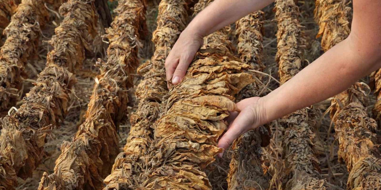 Tütün Ürünlerinde Vergi Düzenlemesi Resmî Gazete’de: Maktu ve Asgari Vergi Artışı Geldi