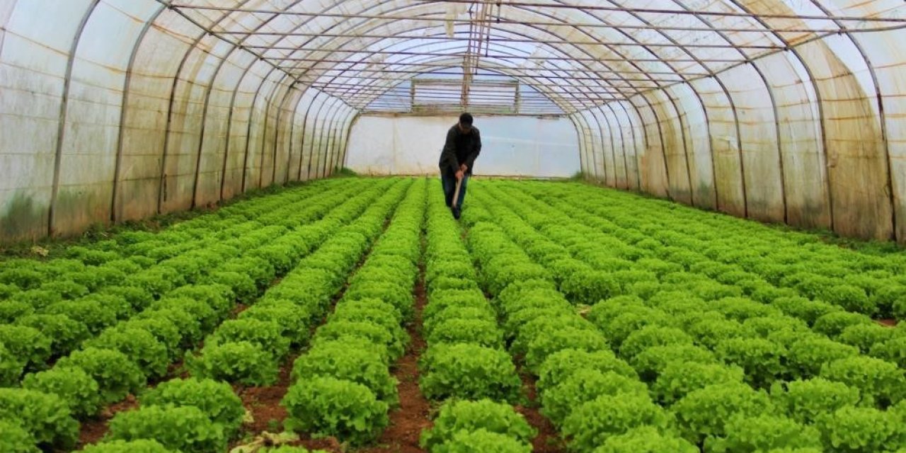 Bitkisel üretim bir  önceki yıla göre azalacak