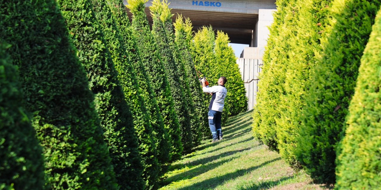 Büyükşehir, daha yeşil Kocaeli için sahada