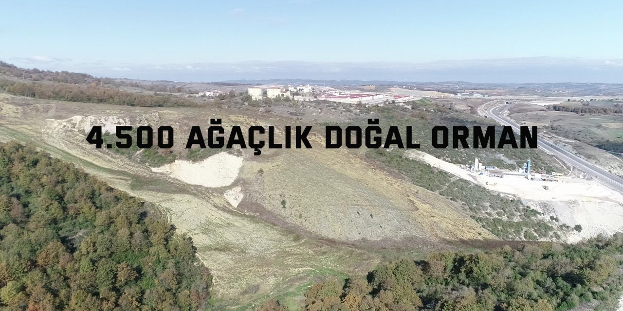 4.500 ağaçlık doğal orman