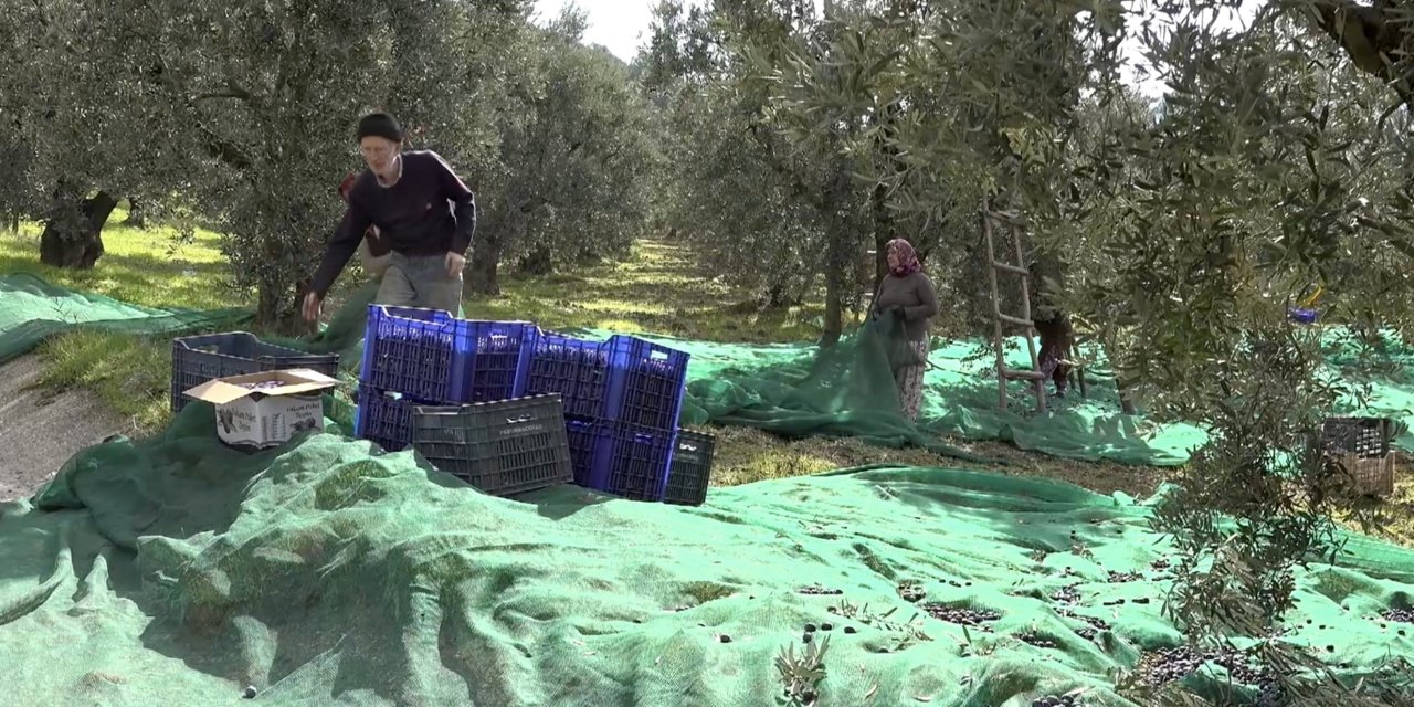 İsviçre sofralarını süsleyen  zeytinde bu yıl kalite yüksek