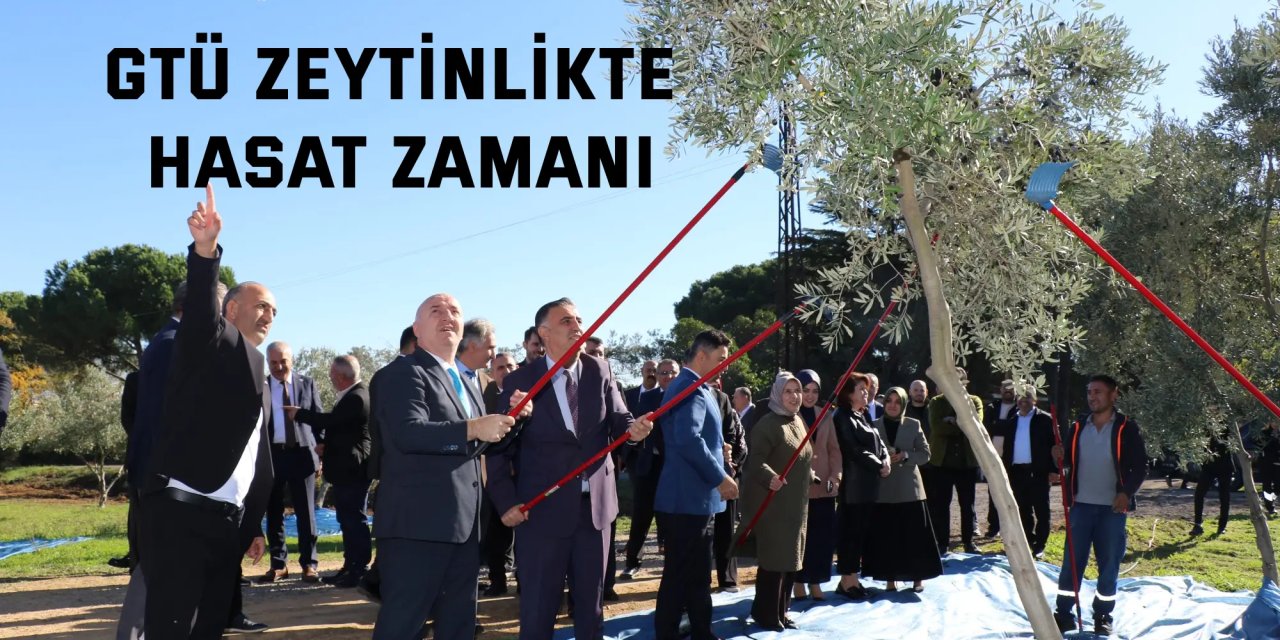 GTÜ Zeytinlikte Hasat Zamanı