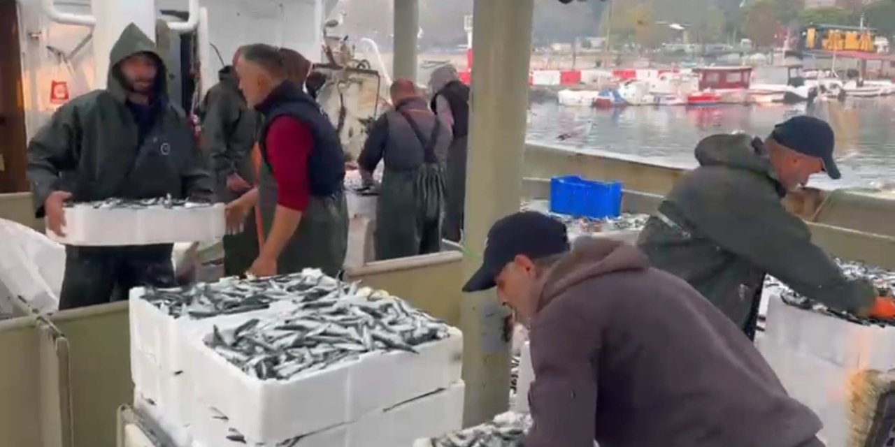 MARMARA'DA BEREKETLİ AV:    Bin kasa hamsi, bin kasa sardalya avlandı