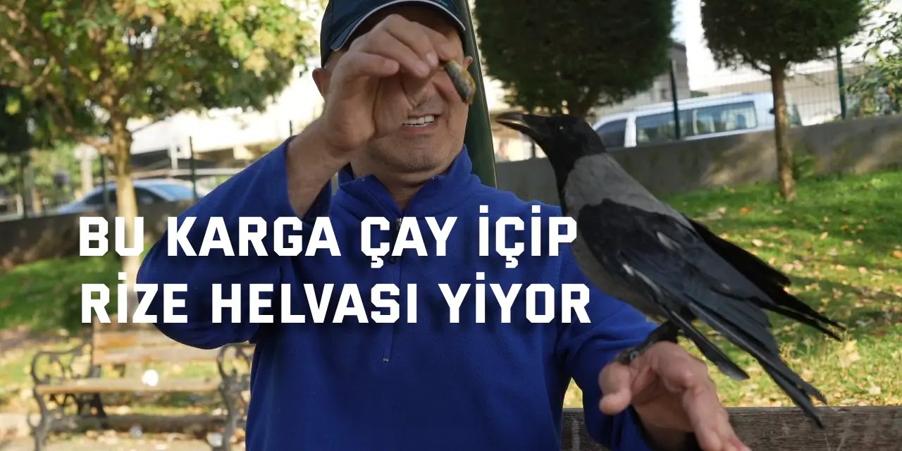Bu karga çay içip Rize helvası yiyor