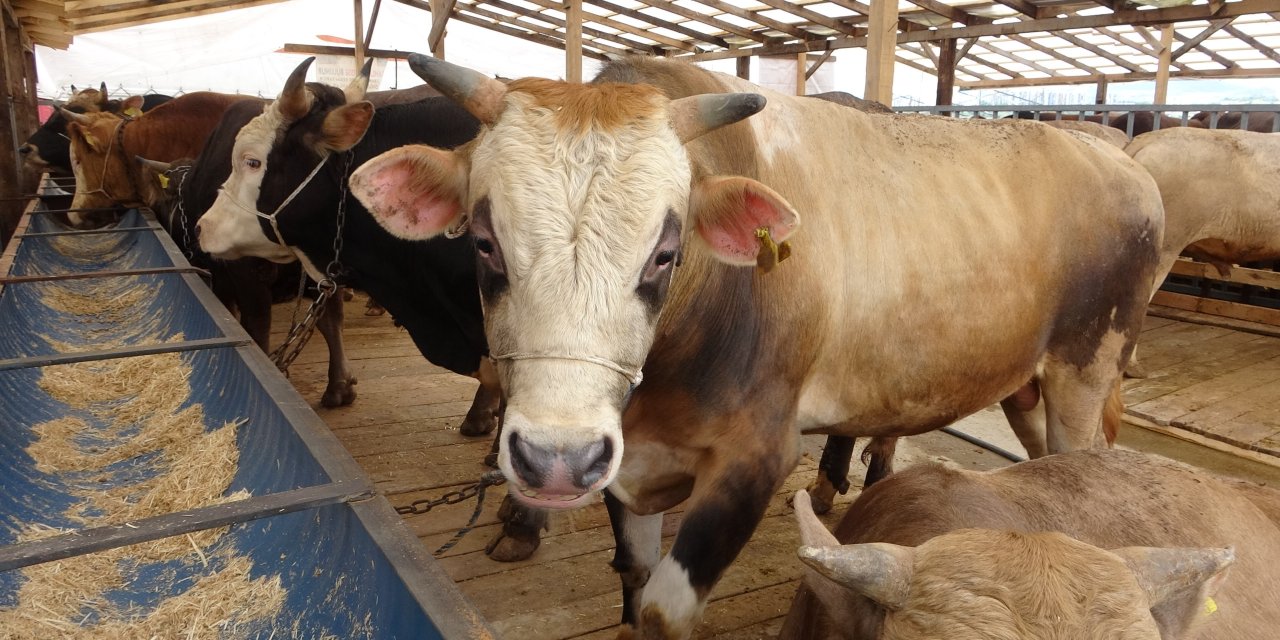 Uzmanından 'Deli dana' uyarısı!