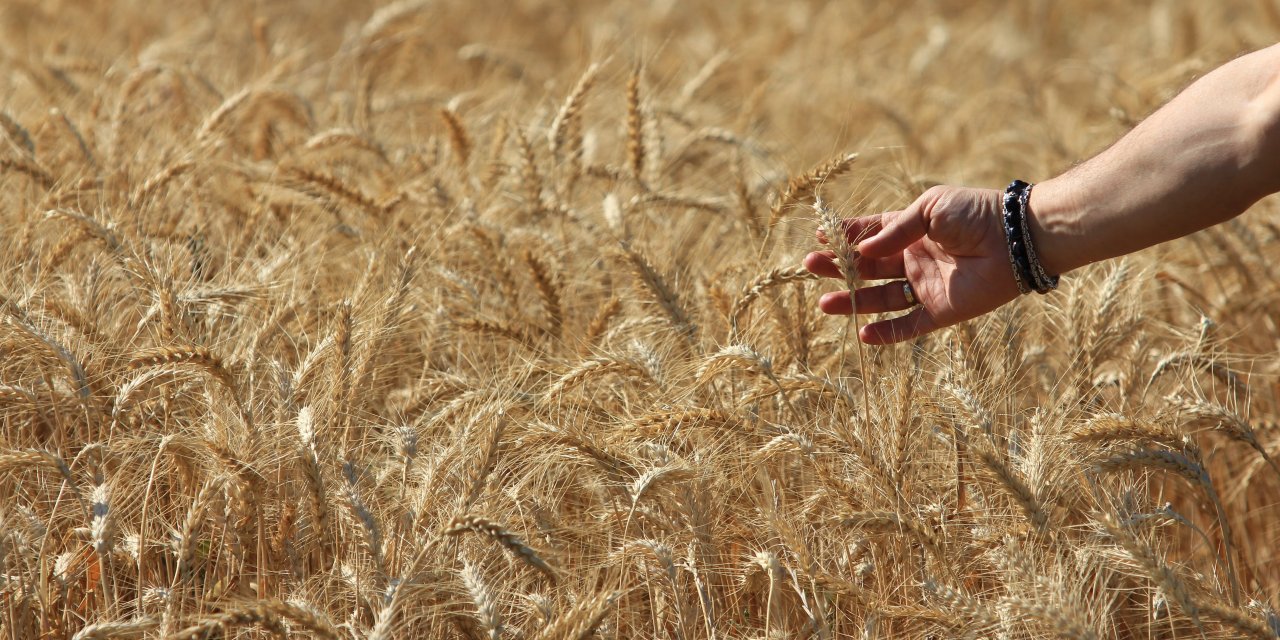 Küresel tahıl üretiminde  tüm zamanların zirvesi