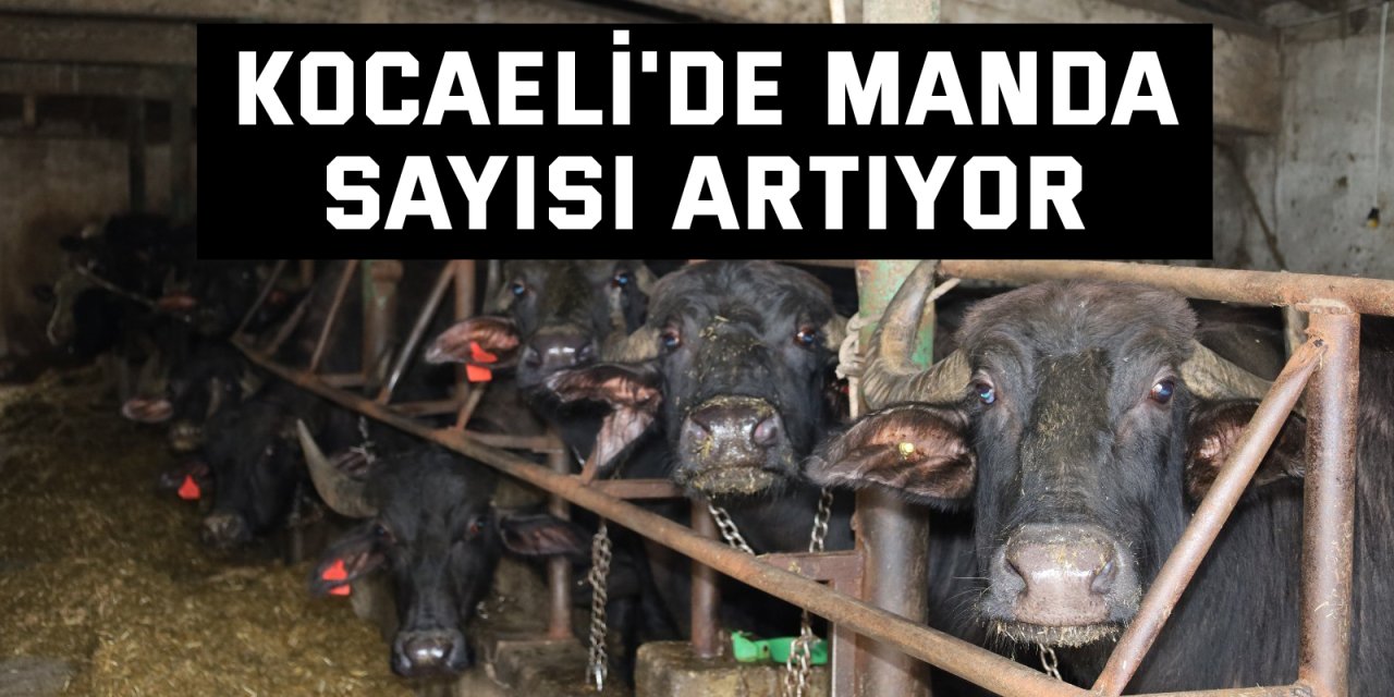 Kocaeli'de manda sayısı artıyor