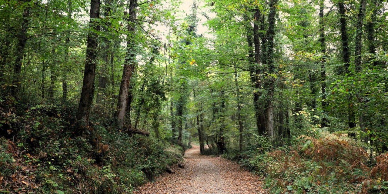 Ormanya sonbahar renkleriyle ziyaretçilerini ağırlıyor