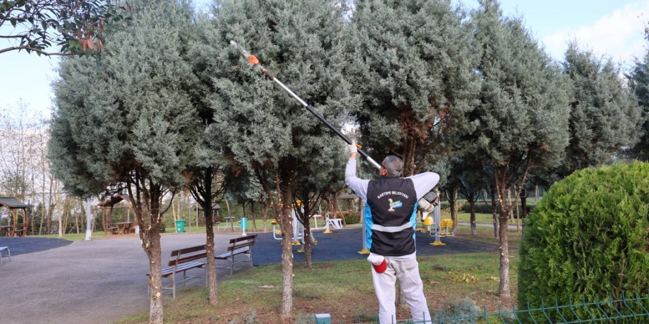 Ağaçlarda Bakım ve Budama Çalışmaları
