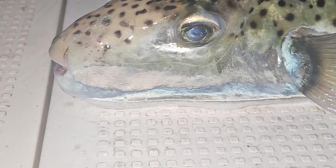 Benekli balon balığı şoku!