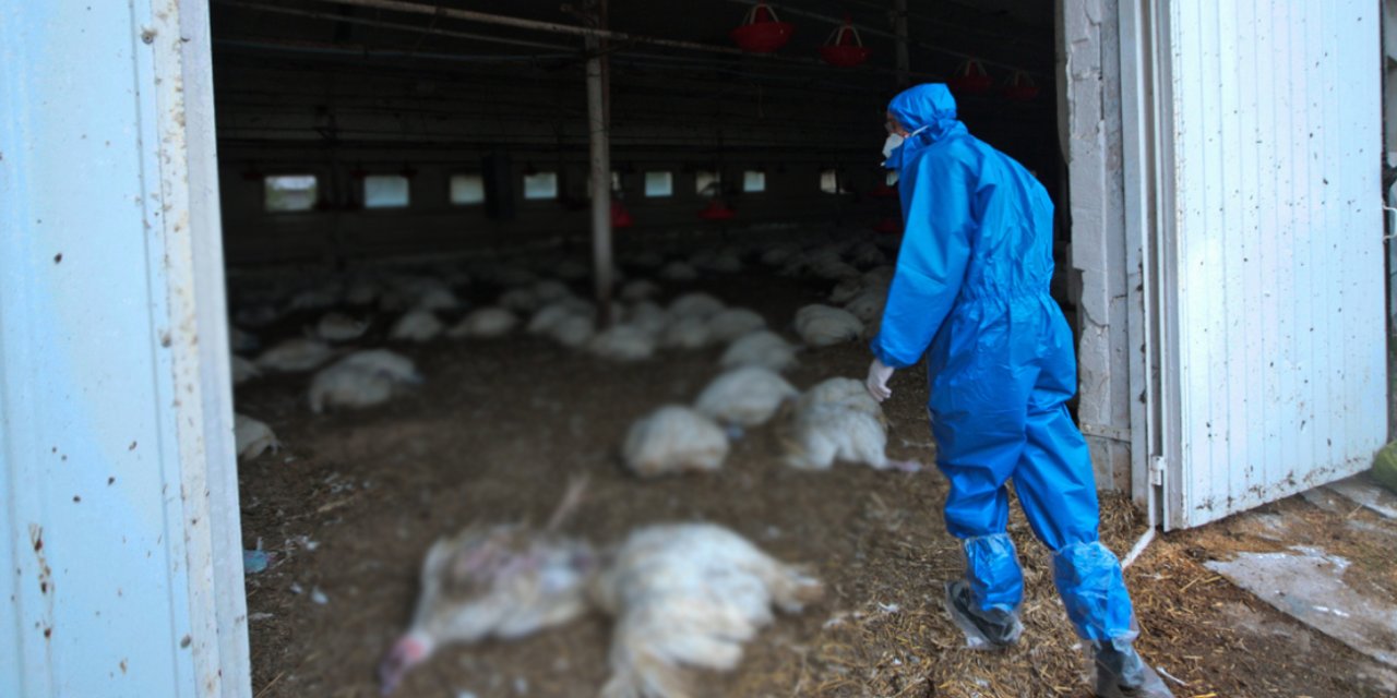 Kocaeli Veteriner Hekimleri  Odası'ndan Kuş Gribi Uyarısı