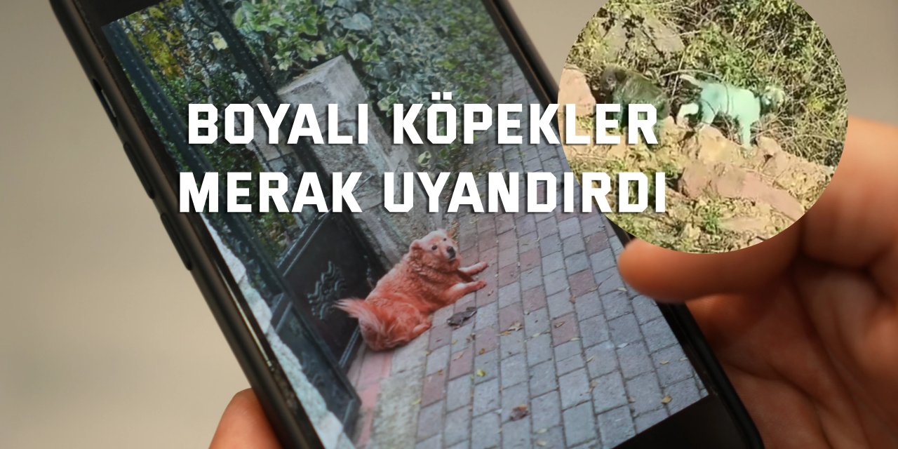 Boyalı köpekler merak uyandırdı
