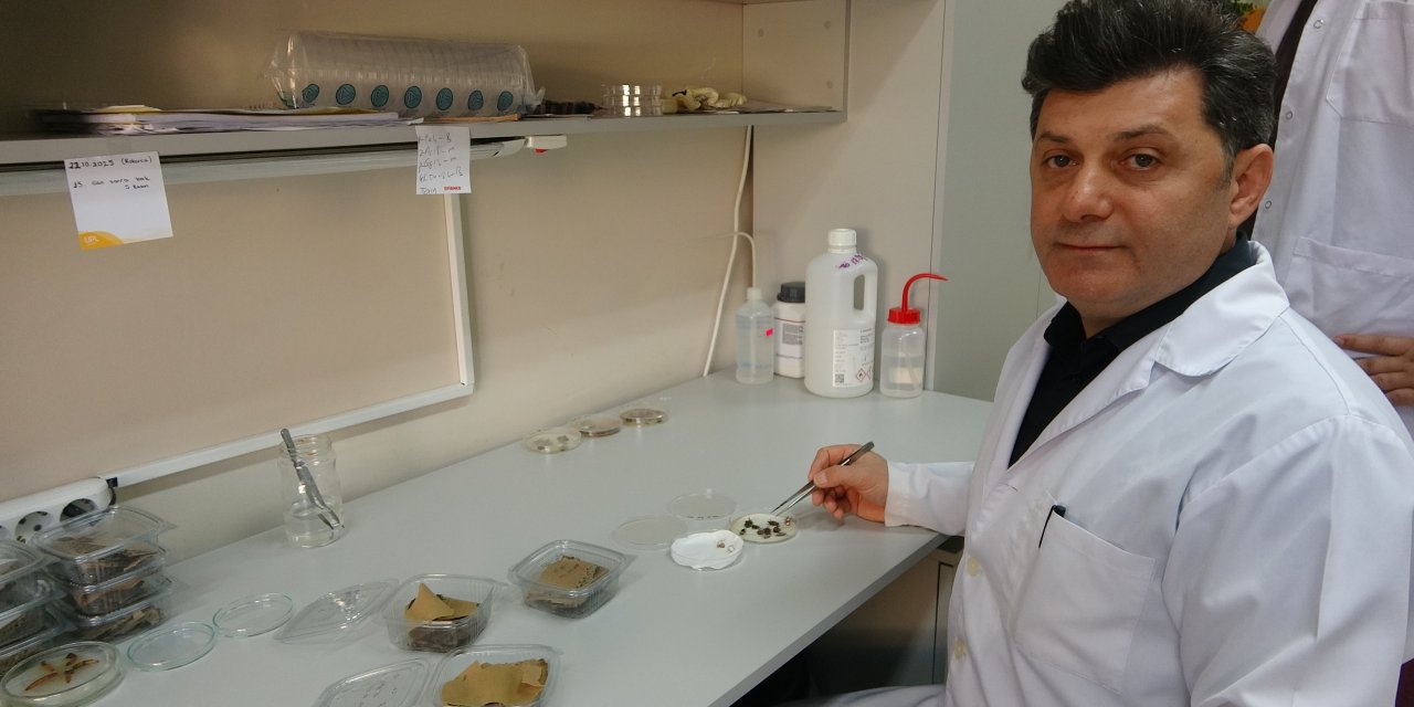Kahverengi kokarcaya karşı  biyolojik mücadele yürütülecek