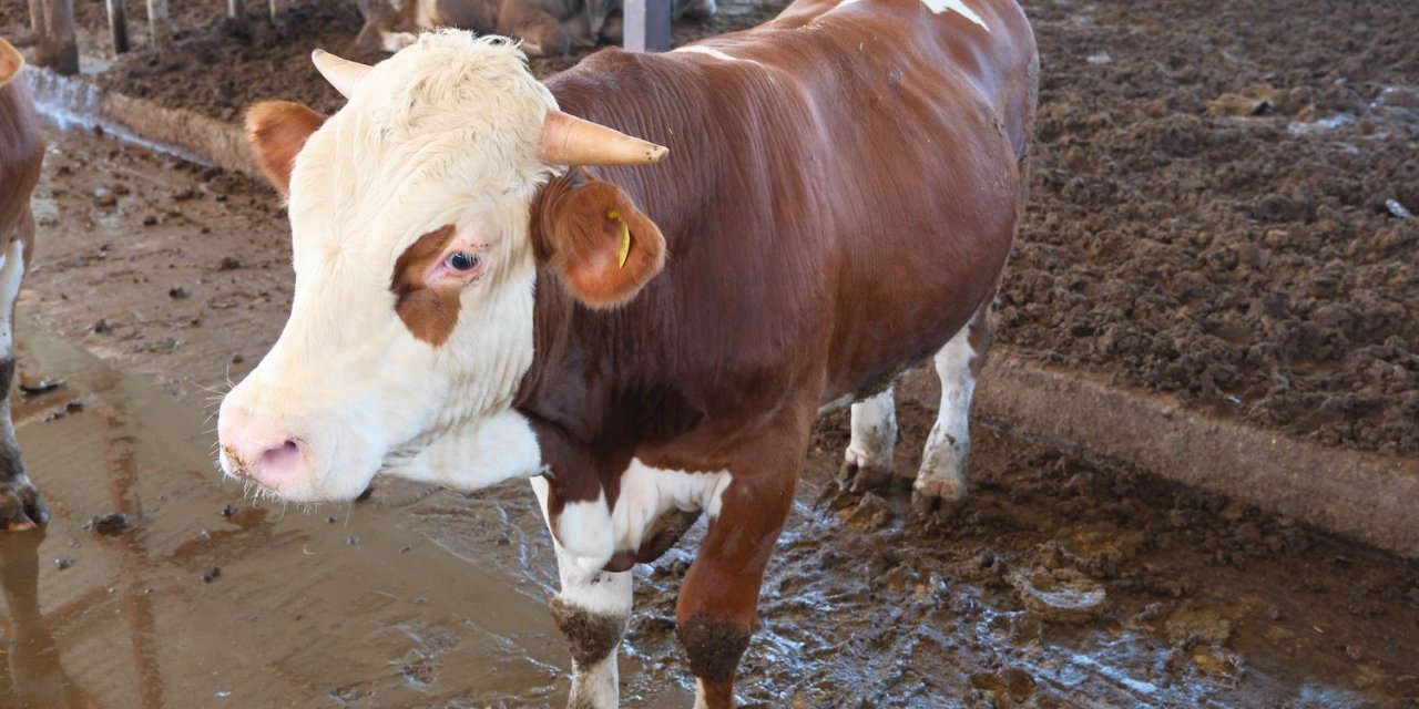"Türkiye'de yıllık 400-500  bin buzağı ölümü oluyor"