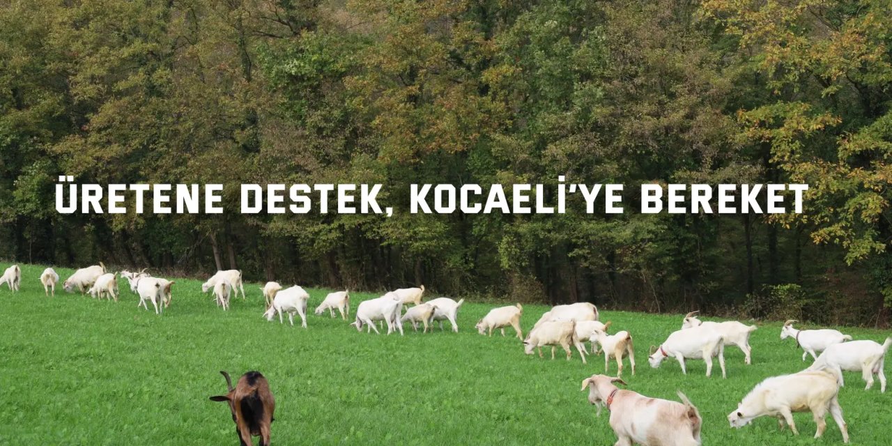 Süt otu desteği meraları berekete kavuşturdu