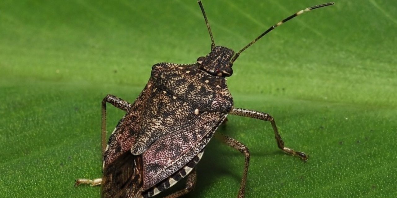 Kokarcanın fındıktaki zararı derinleşiyor