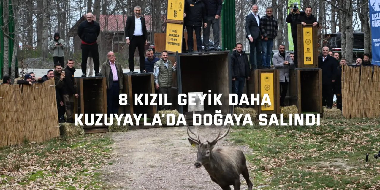 8 kızıl geyik daha Kuzuyayla’da doğaya salındı