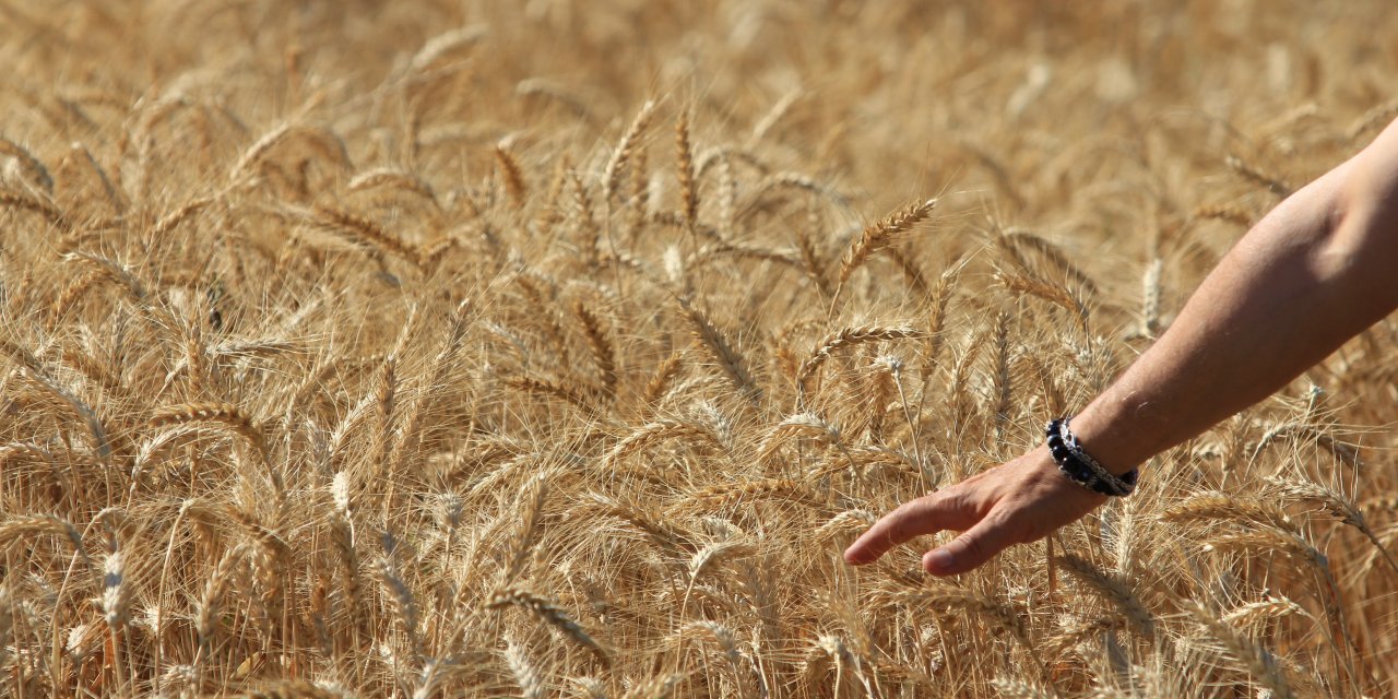 KÜRESEL TAHIL ÜRETİMİ    105 milyon tonluk rekor artış bekleniyor