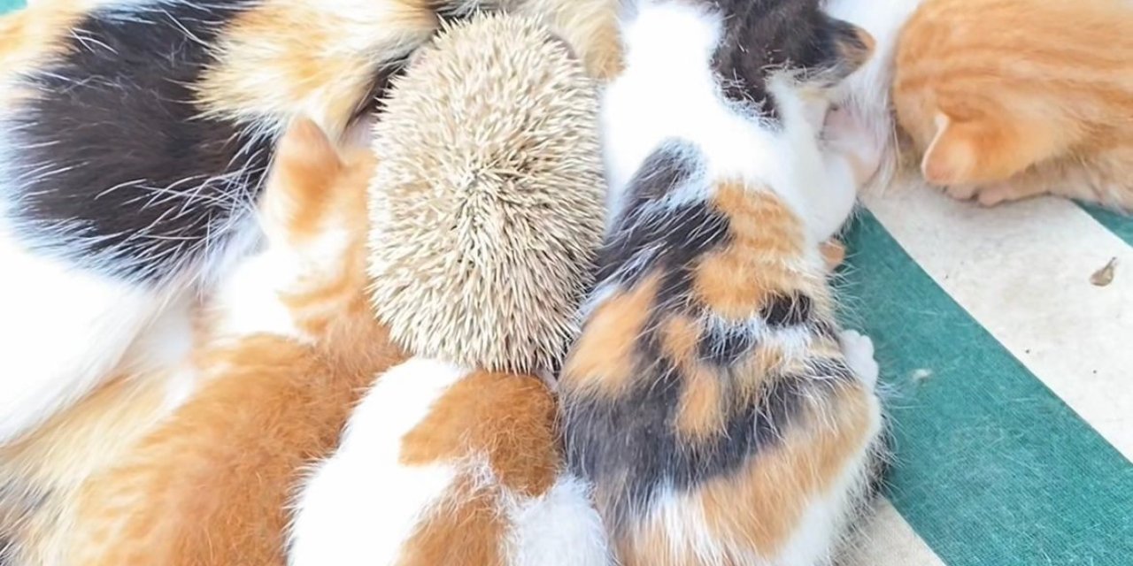 Kedi ve kirpilerin "süt kardeşliği"