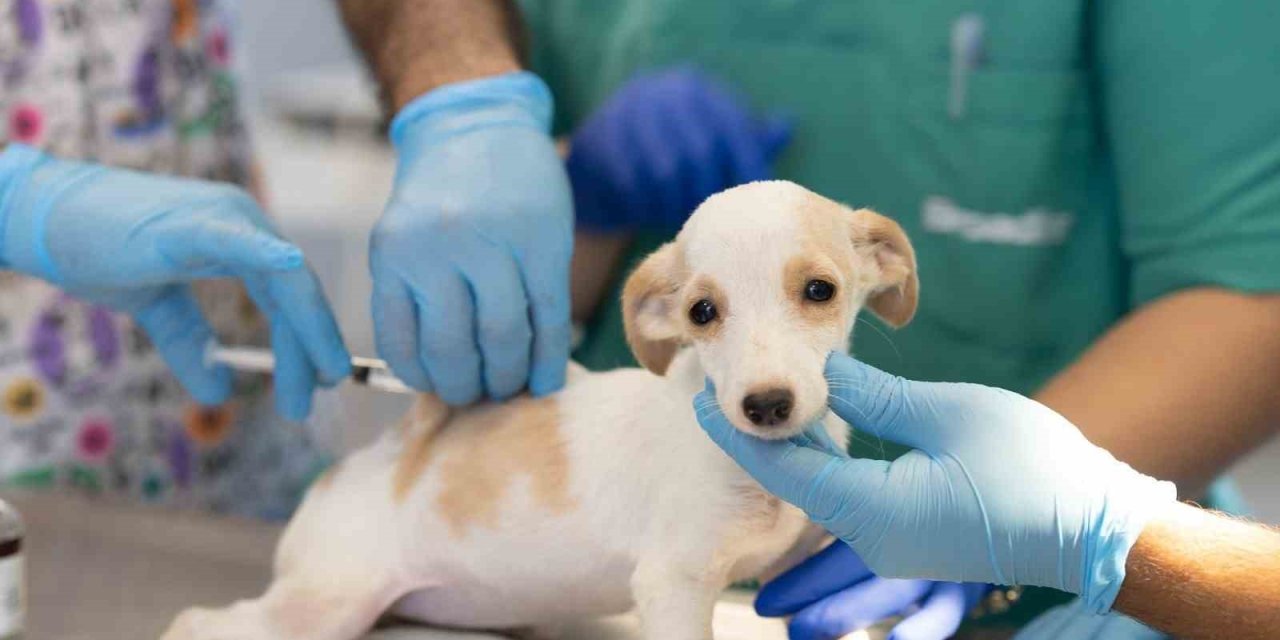 Veteriner Laboratuvarlarında Kapsamlı Değişim