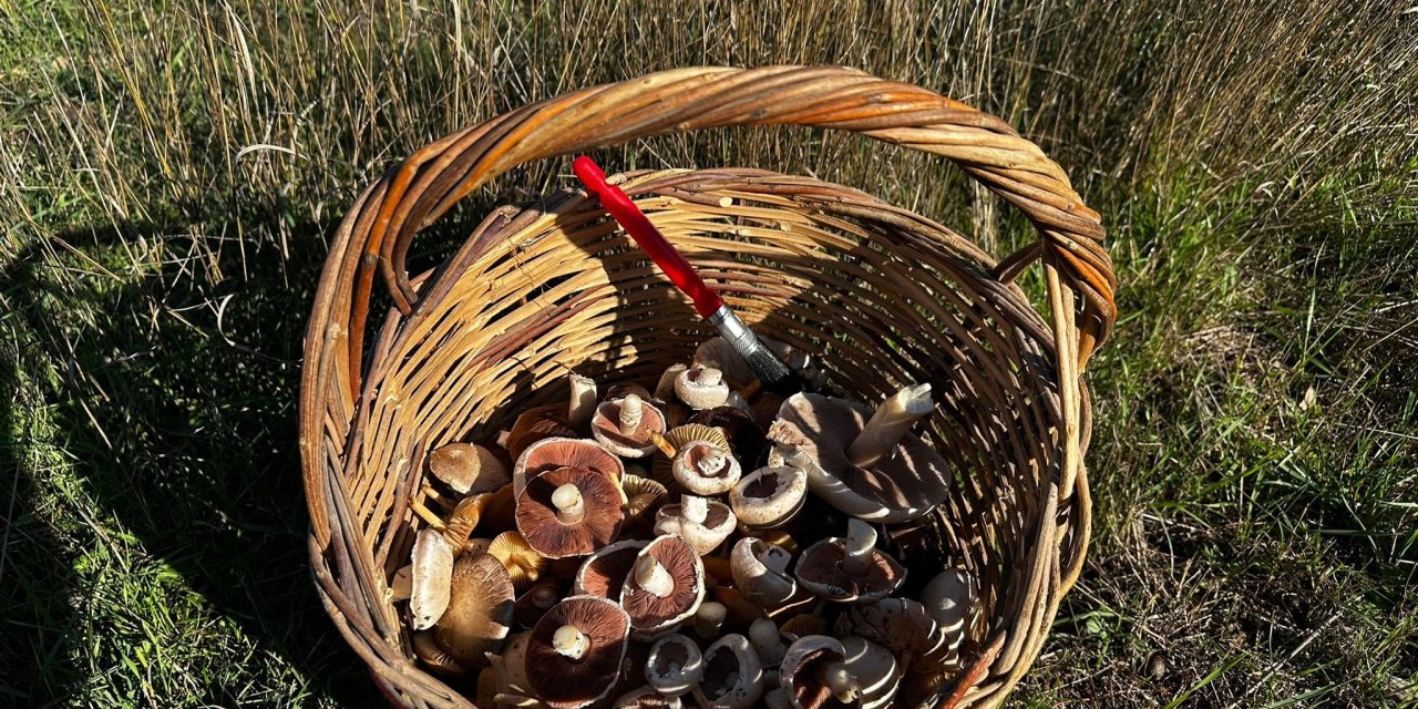 Doğada yetişen mantarlara dikkat