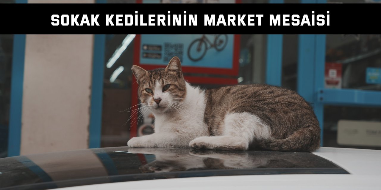 Sokak kedilerinin market mesaisi