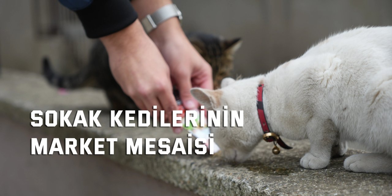 Sokak kedilerinin market mesaisi