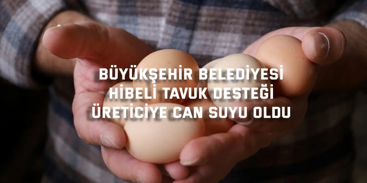 BÜYÜKŞEHİR BELEDİYESİ    Hibeli tavuk desteği  üreticiye can suyu oldu