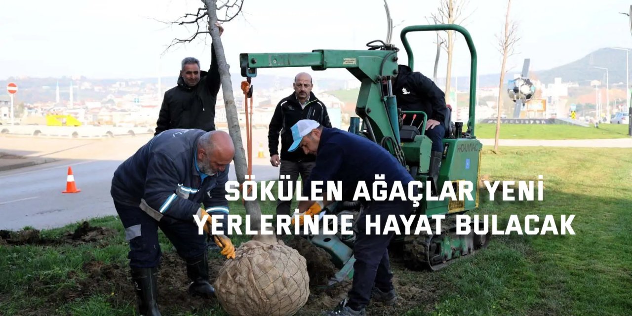 Sökülen ağaçlar yeni  yerlerinde hayat bulacak