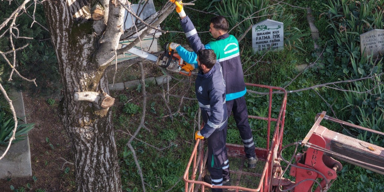 Budanan ağaç dalları ihtiyaç  sahiplerine yakacak oluyor