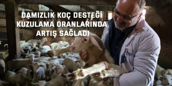 DAMIZLIK KOÇ DESTEĞİ      Kuzulama oranlarında artış sağladı