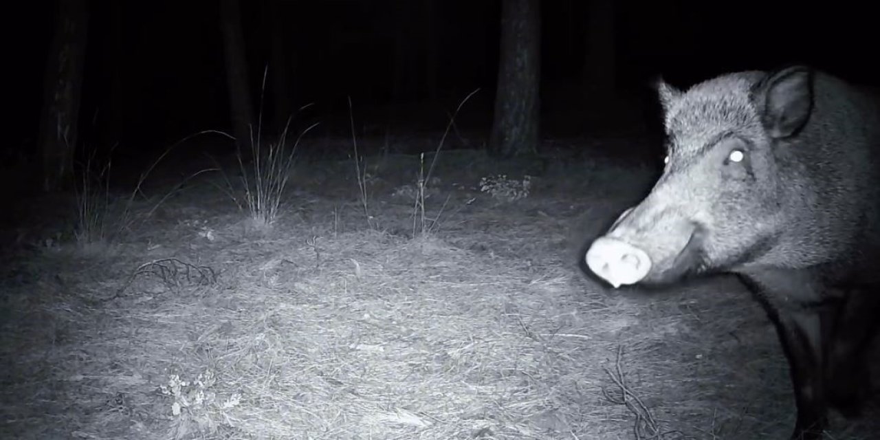 Yaban domuzunun fotokapanla savaşı!